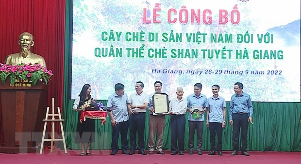 Trên 1.300 cây chè Shan Tuyết được công nhận là Cây Di sản Việt Nam